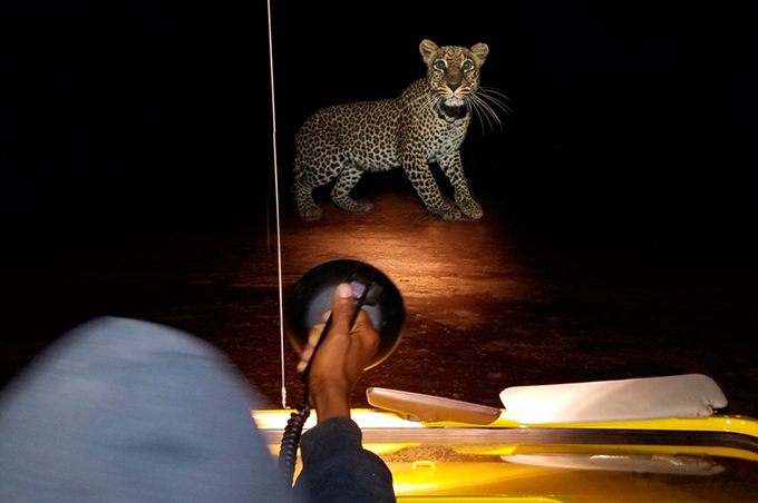 gallary - safari night tour